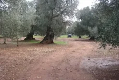 #19935 Terreno agricolo di mq 6800