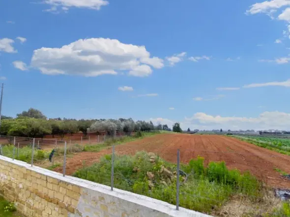#25844 Terreno agricolo di 26.047 mq coltivato ad agrumeto e oliveto