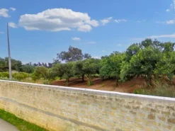 #25844 Terreno agricolo di 26.047 mq coltivato ad agrumeto e oliveto