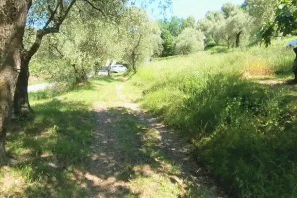 #13116 Terreno agricolo in zona residenziale collinare