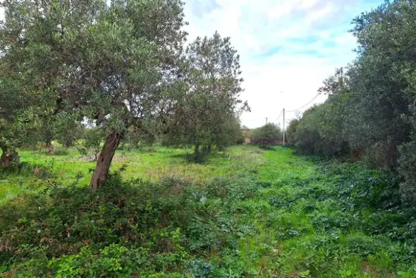 #24972 Terreno agricolo in zona rurale di espansione