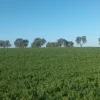 Terreno agricolo irriguo