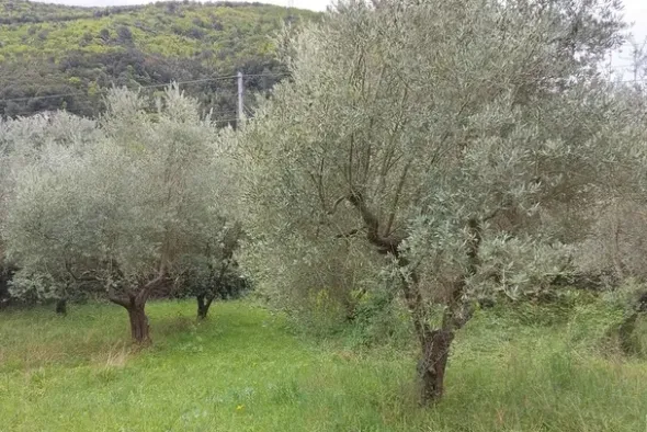 #12663 Terreno agricolo tra ferrovia e autostrada
