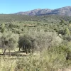 Terreno con olivi e pozzo a Dolianova, Sardegna