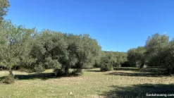 Terreno con olivi e pozzo a Dolianova, Sardegna