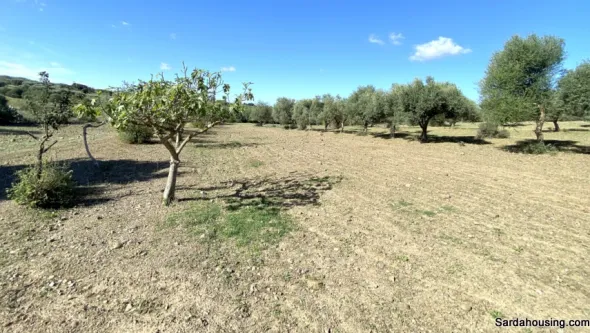 Terreno con olivi e pozzo a Dolianova, Sardegna