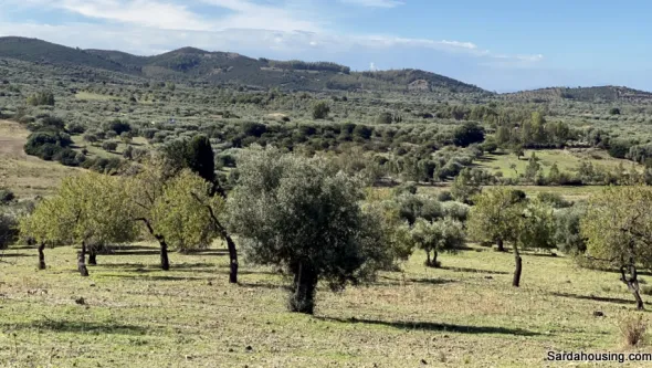 Terreno con olivi e pozzo a Dolianova, Sardegna