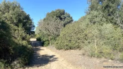 Terreno con olivi e pozzo a Dolianova, Sardegna