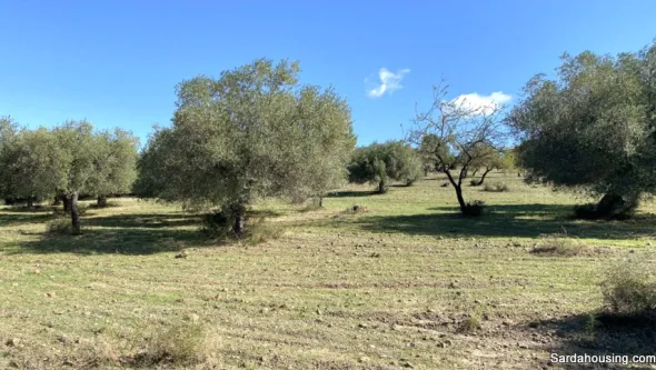 Terreno con olivi e pozzo a Dolianova, Sardegna